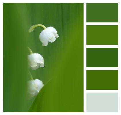 Blossom Lily Of The Valley Bloom Image